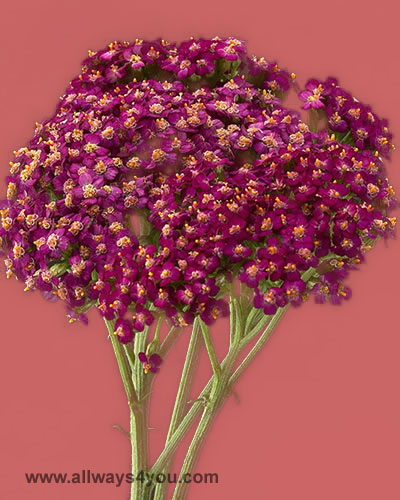 Achillea-Red-Flowers,Wholesale FLOWERS-CALL ,646-208-9995